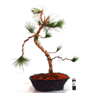Bonsai de Pinheiro Negro - Ref. 14