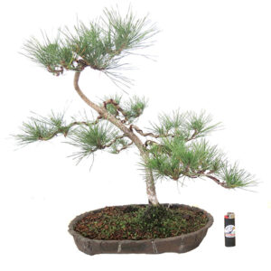 Bonsai de Pinheiro Negro - Ref. 15