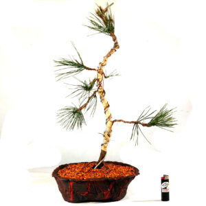 Bonsai de Pinheiro Negro - Ref. 16