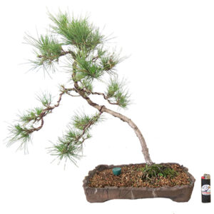 Bonsai de Pinheiro Negro - Ref. 17