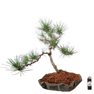 Bonsai de Pinheiro Negro - Ref. 27