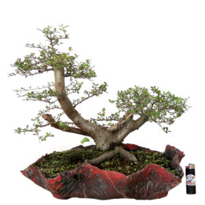 Bonsai de Piracanta - Ref. 32