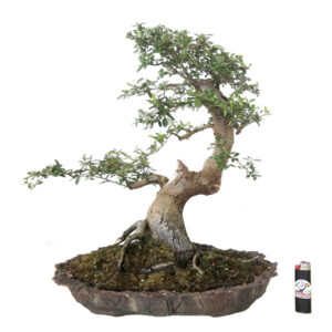 Bonsai de Piracanta - Ref. 41