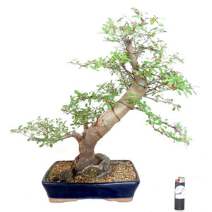 Bonsai de Piracanta - Ref. 43