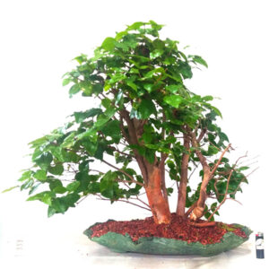 Bosque de Pitangas - Ref. 12