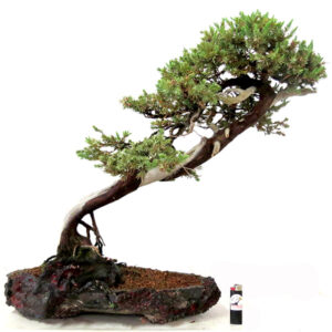 Bonsai de Juniperus - Ref. 01