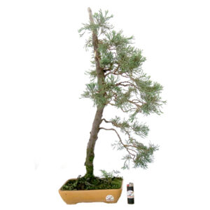 Bonsai de Kaizuka - Ref. 01