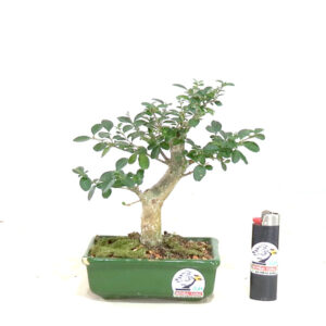 Bonsai de Ligustro - Ref. 01