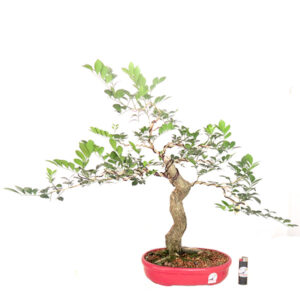 Bonsai de Murta - Ref. 04