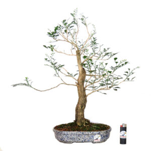 Bonsai de Murta - Ref. 05