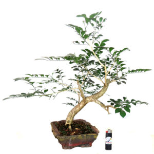Bonsai de Murta - Ref. 08
