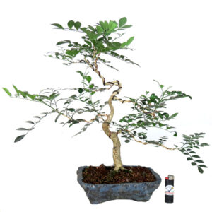 Bonsai de Murta - Ref. 24
