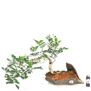 Bonsai de Murta - Ref. 26