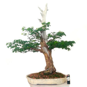 Bonsai de Piteco - Ref. 10