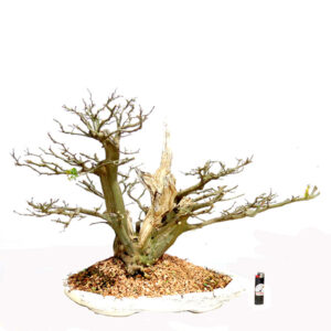 Bonsai de Piteco - Ref. 21
