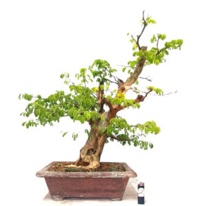 Bonsai de Piteco - Ref. 24