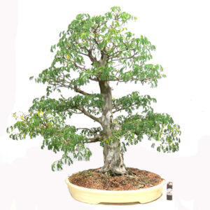 Bonsai de Piteco - Ref. 25