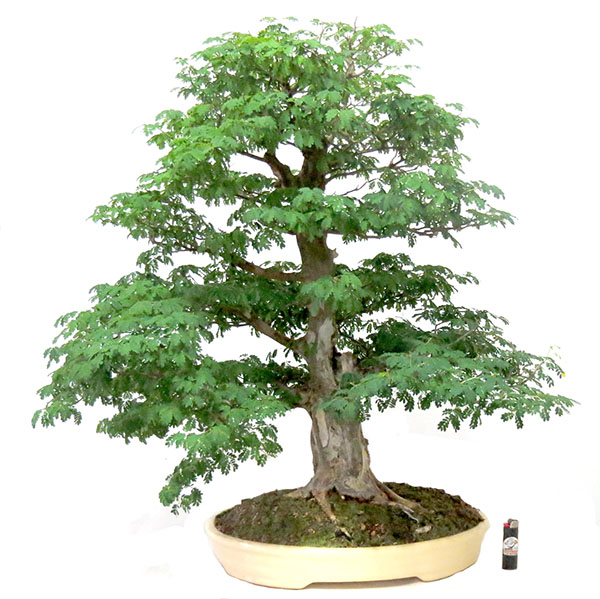 Bonsai de Piteco - Ref. 25