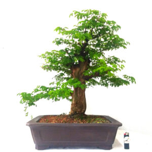 Bonsai de Piteco - Ref. 26