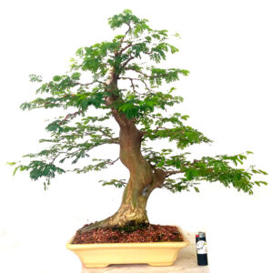 Bonsai de Piteco - Ref. 33