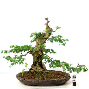 Bonsai de Piteco - Ref. 42