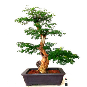 Bonsai de Piteco - Ref. 53