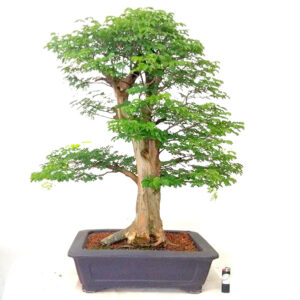 Bonsai de Piteco - Ref. 54