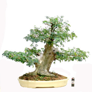 Bonsai de Piteco - Ref. 55