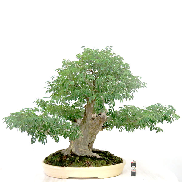 Bonsai de Piteco - Ref. 55