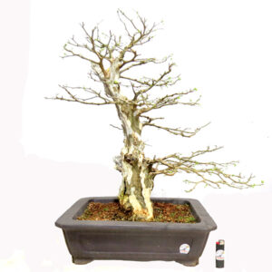 Bonsai de Piteco - Ref. 57
