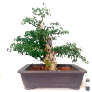 Bonsai de Piteco - Ref. 58