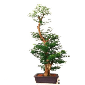Bonsai de Piteco - Ref. 60