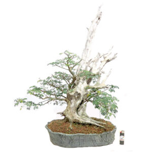 Bonsai de Piteco - Ref. 85