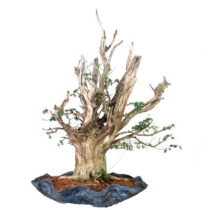 Bonsai de Piteco - Ref. 86