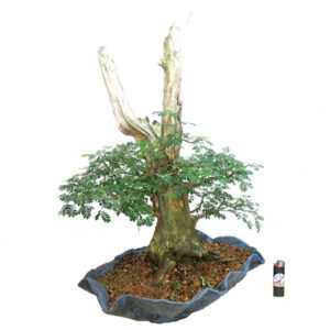 Bonsai de Piteco - Ref. 92