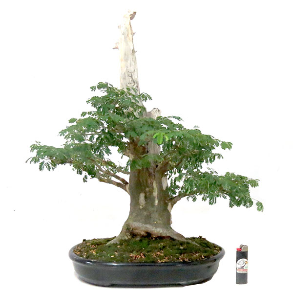 Bonsai de Piteco - Ref. 92
