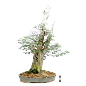Bonsai de Piteco - Ref. 93