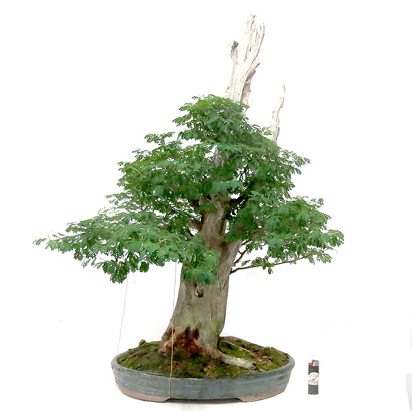 Bonsai de Piteco - Ref. 93