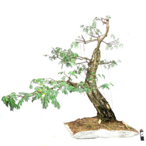 Bonsai de Piteco Dumosum - Ref. 06