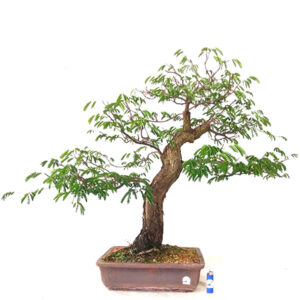 Bonsai de Piteco Dumosum - Ref. 07
