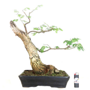 Bonsai de Piteco Dumosum - Ref. 05