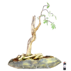 Bonsai de Piteco Dumosum - Ref. 14