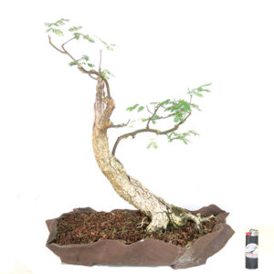 Bonsai de Piteco Dumosum - Ref. 16