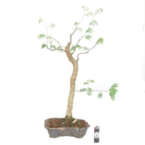 Bonsai de Piteco Dumosum - Ref. 27