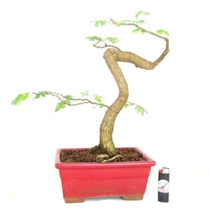 Bonsai de Piteco Dumosum - Ref. 31