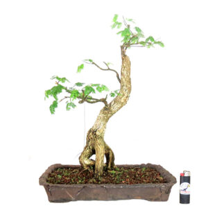 Bonsai de Piteco Dumosum - Ref. 34