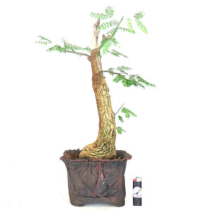 Bonsai de Piteco Dumosum - Ref. 38