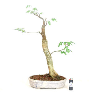 Bonsai de Piteco Dumosum - Ref. 40