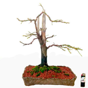 Bonsai de Podocarpo - Ref. 02