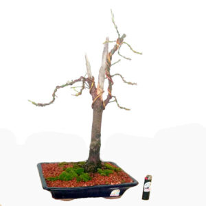 Bonsai de Podocarpo - Ref. 03